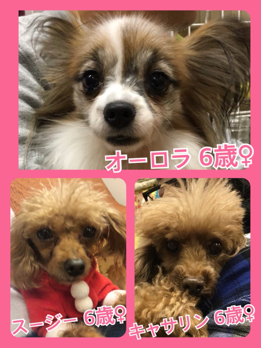 🐾今日の里親様募集中ワンコ🐶メンバーです🐾2020,1,6